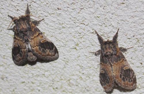 Notodonta tritophus